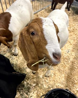 Image post by @MichiganStateFair on Facebook