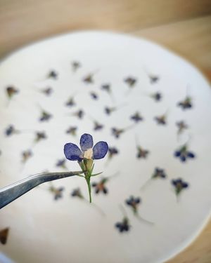 Image post by @leafyaffair on Instagram