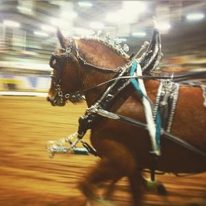 Image post by @nationalwestern on Instagram