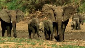 Video post by @bbcearth on YouTube
