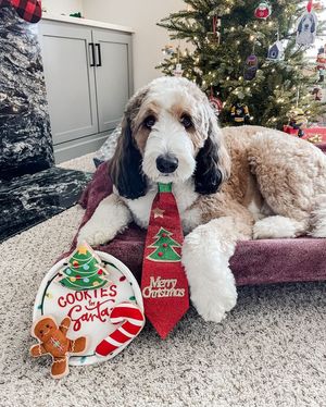 Image post by @evolvepetfood on Instagram