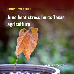 Image post by @txextension on Instagram