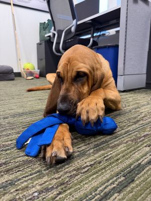 Image post by @mnwildpup on Twitter