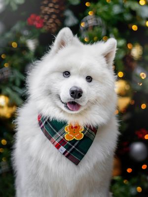 Image post by @littlebearlumi on Instagram
