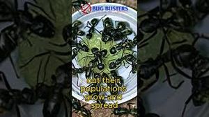 Video post by @bugbustersusa on YouTube