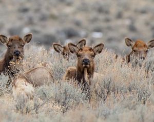 Image post by @huntsphotovideo on Instagram