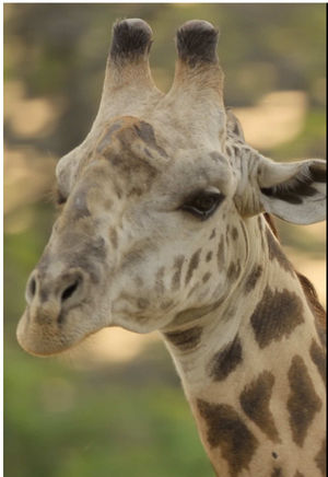 Video post by @bbcearth on TikTok