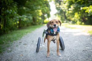 Image post by @walkinpets on Instagram