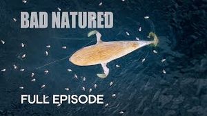 Video post by @bbcearth on YouTube