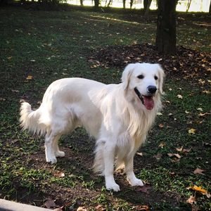 Image post by @mikethewhitegolden on Instagram