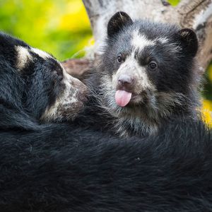Image post by @sandiegozoo on Instagram