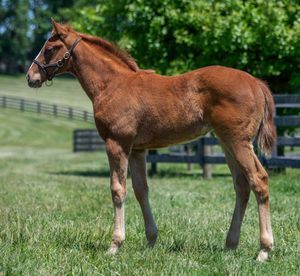 Image post by @spendthriftfarm on Instagram
