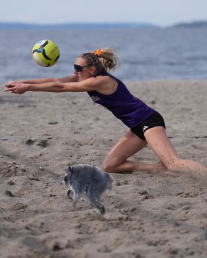 Video post by @uw_beachvb on TikTok