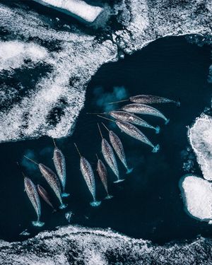 Image post by @sealegacy on Instagram
