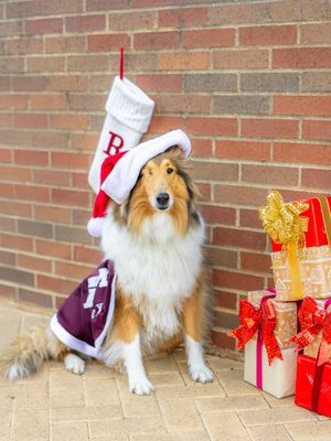 Image post by @reveille on Twitter