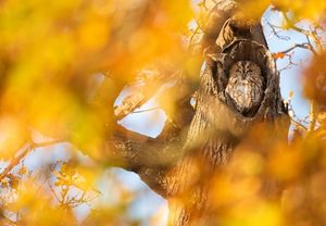 Image post by @rspb on Instagram