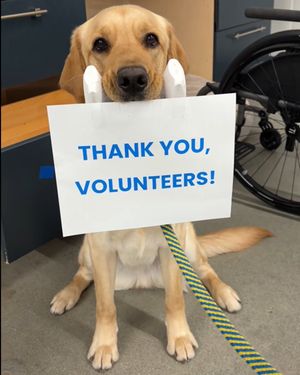 Image post by @canineorg on Instagram