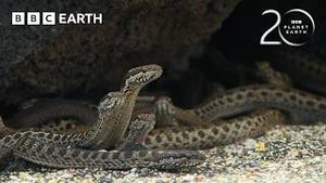 Video post by @bbcearth on YouTube