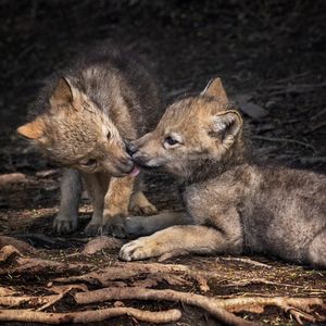 Image post by @animalplanet on Instagram