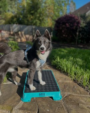 Image post by @tux_the_blue_pomsky on Instagram