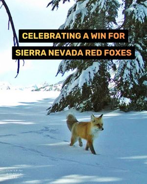 Image post by @centerforbiodiv on Instagram