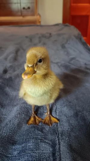 Video post by @thequackkpackk on TikTok