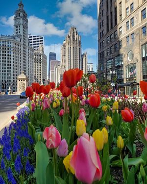 Image post by @chicago.explore on Instagram