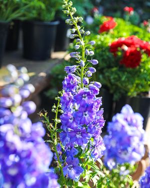 Image post by @rogersgardens on Instagram