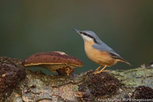 Image post by @rspb on Instagram