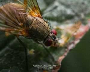 Image post by @lathanuelf_photos on Instagram