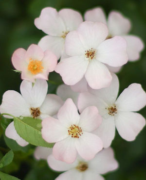 Image post by @ahs_gardening on Instagram