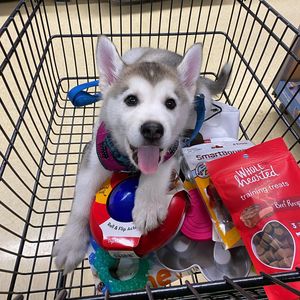 Image post by @petco on Instagram