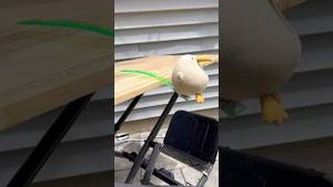 Video post by @kiwico on YouTube