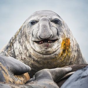 Image post by @animalplanet on Instagram