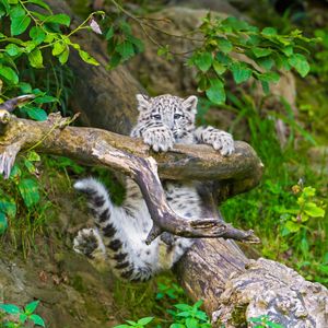 Image post by @animalplanet on Instagram