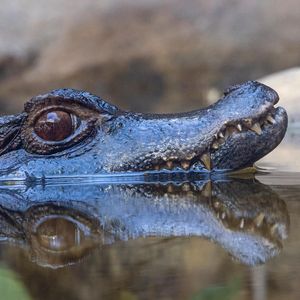 Image post by @sandiegozoo on Instagram