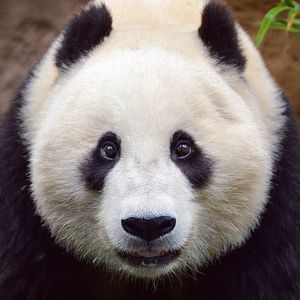 Image post by @sandiegozoo on Instagram