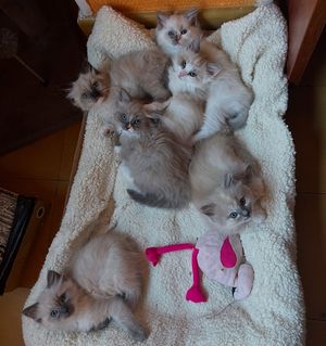 Image post by @brunrik.and.pyrene.ragdolls on Instagram