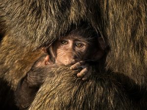 Image post by @animalplanet on Instagram