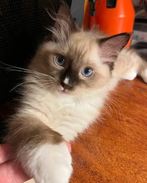 Image post by @brunrik.and.pyrene.ragdolls on Instagram