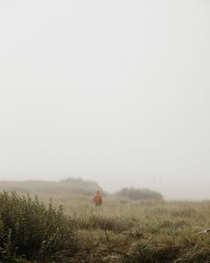 Image post by @nikguiney on Instagram