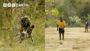 Video post by @bbcearth on YouTube