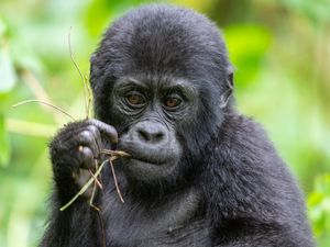 Image post by @animalplanet on Instagram