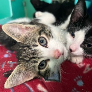 Image post by @whitmanpets on Instagram