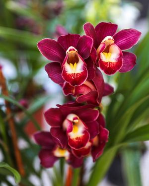 Image post by @rogersgardens on Instagram