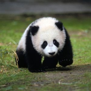 Image post by @sandiegozoo on Instagram