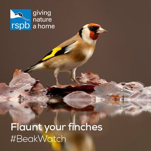 Image post by @rspb on Instagram