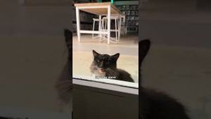 Video post by @safiya on YouTube