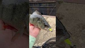 Video post by @jonasederfishing on YouTube
