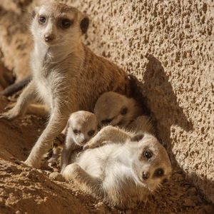 Image post by @sandiegozoo on Instagram